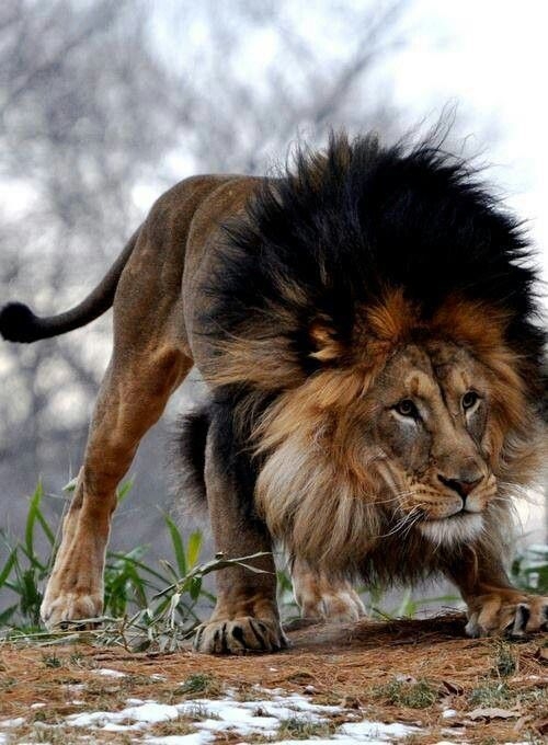 lion mane color