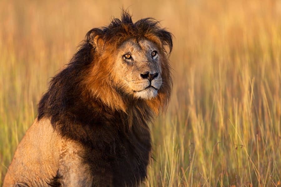 lion mane colors