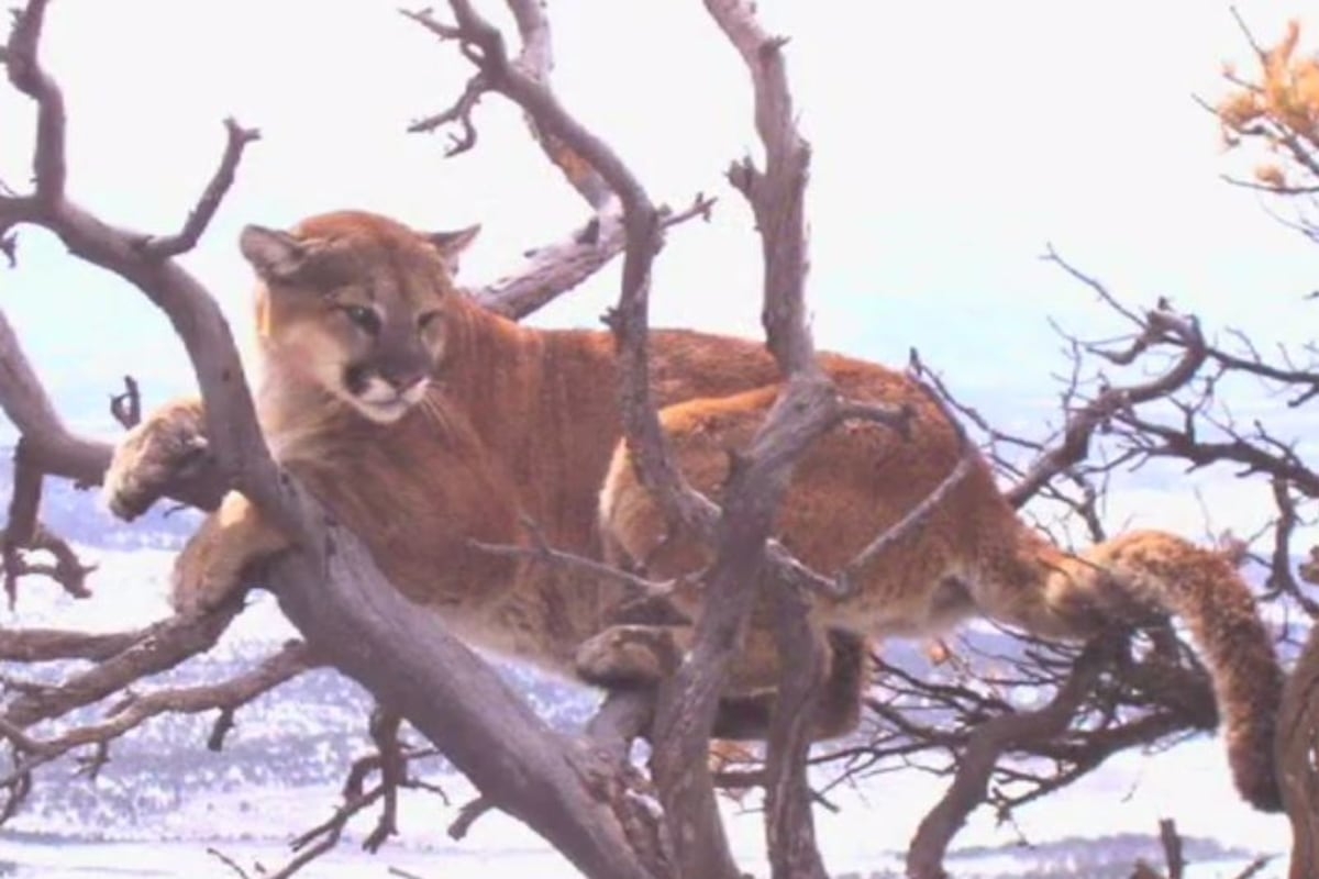 Boy 5 Attacked By Mountain Lion In Colorado NBC News