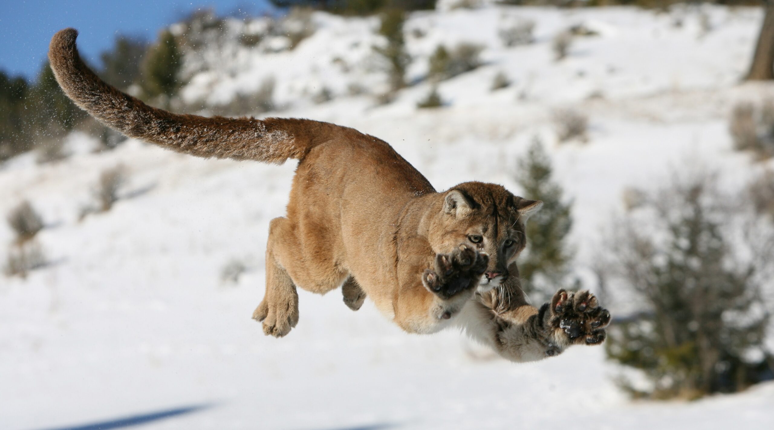 Boy Survives Attack By Southern California Mountain Lion Rare