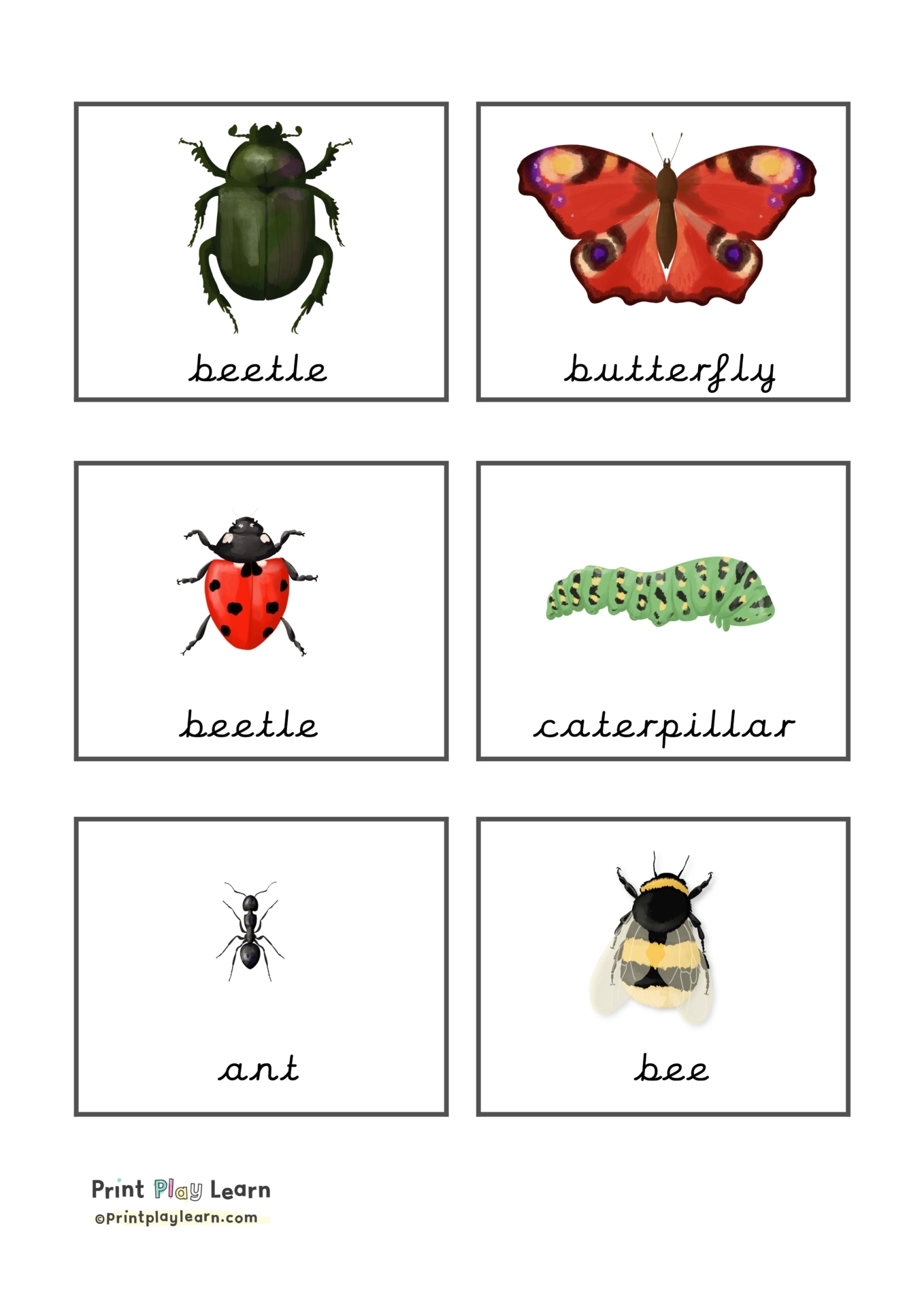 Bugs And Insects Flashcards Printable Bugs And Insects Photo Cards My
