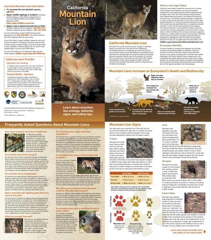 colorado mountain lion brochure