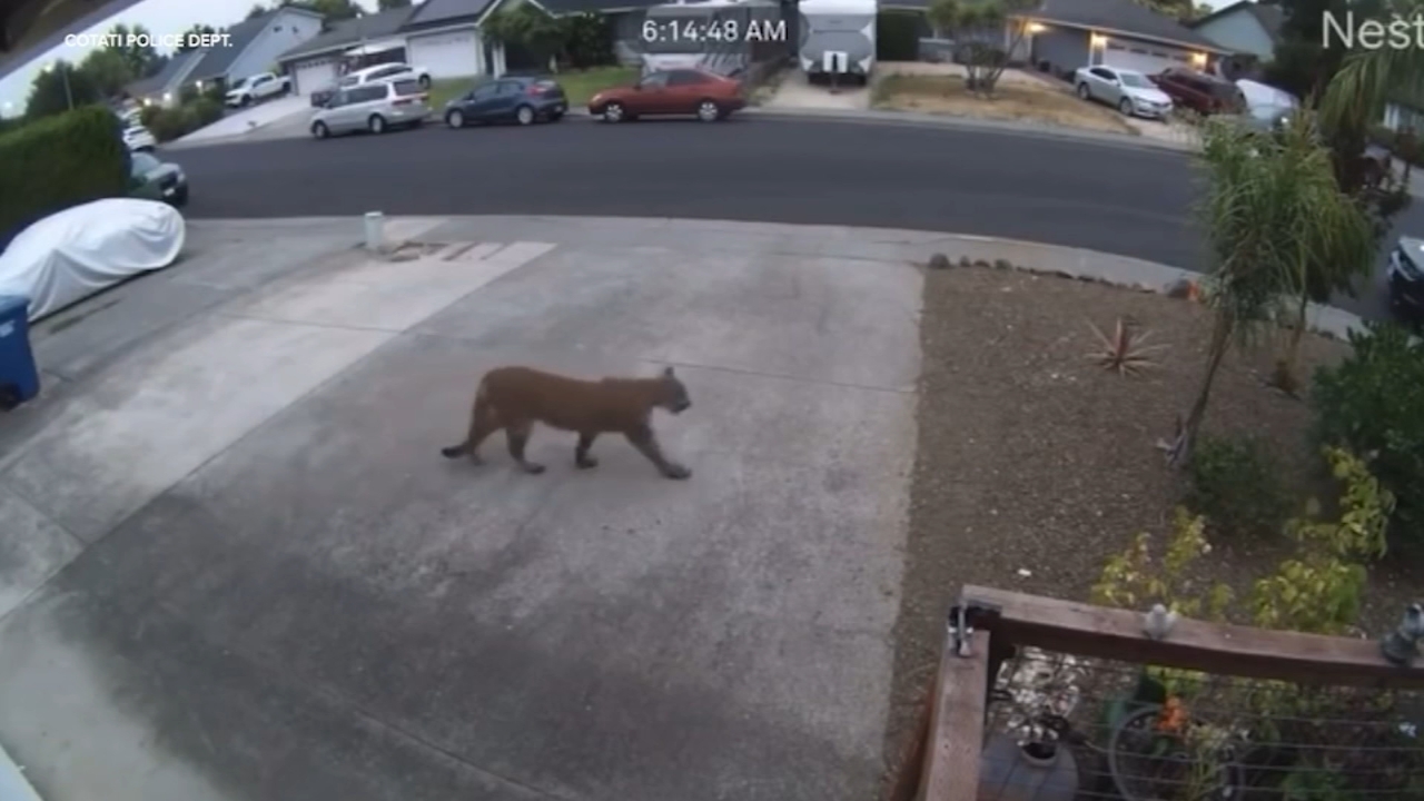how many mountain lions live in colorado
