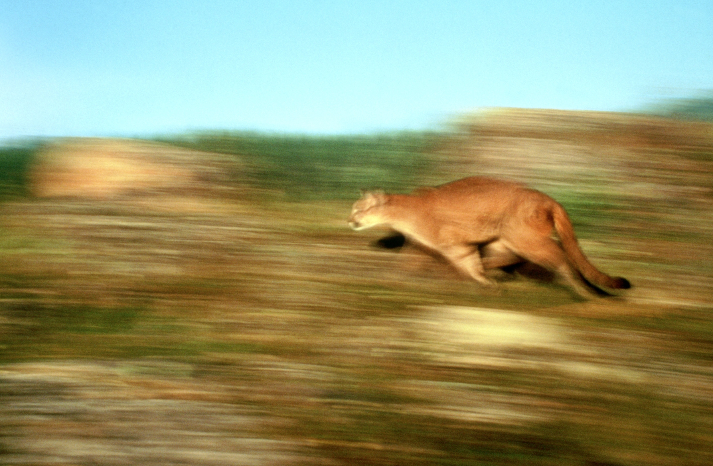 how many mountain lion attacks per year in colorado