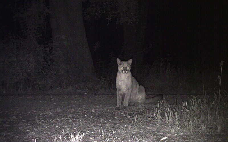 what color are mountain lions eyes at night