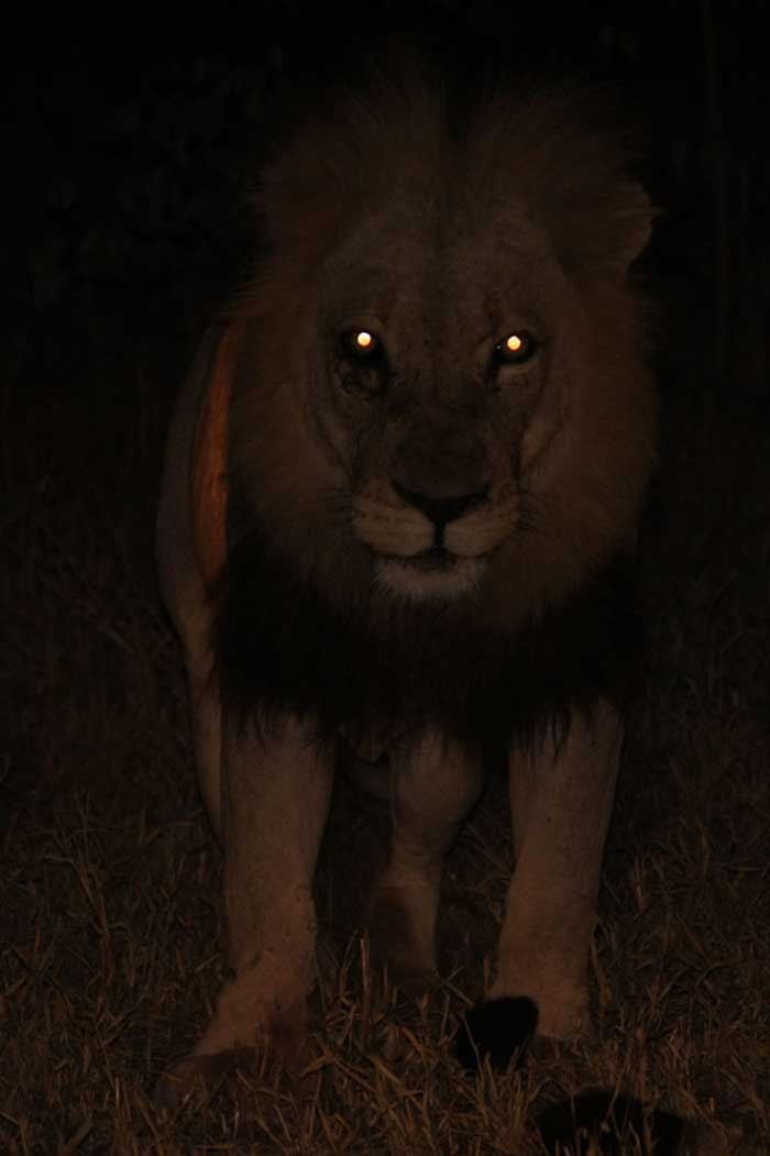 Can Lions See In The Dark Interesting Facts