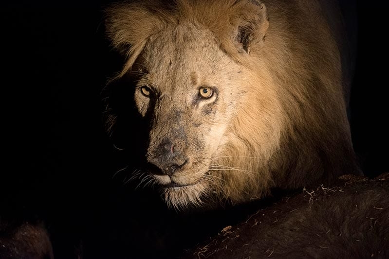 Can Lions See In The Dark Support Wild