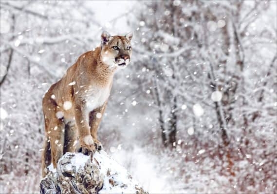 Can You Hunt Mountain Lions Should You A Z Animals