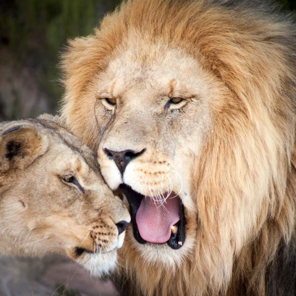 Cape Lion Rescue Initiatives ARC Animal Rescue Centre