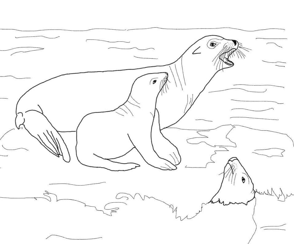 Cartoon Sea Lions Coloring Play Free Coloring Game Online