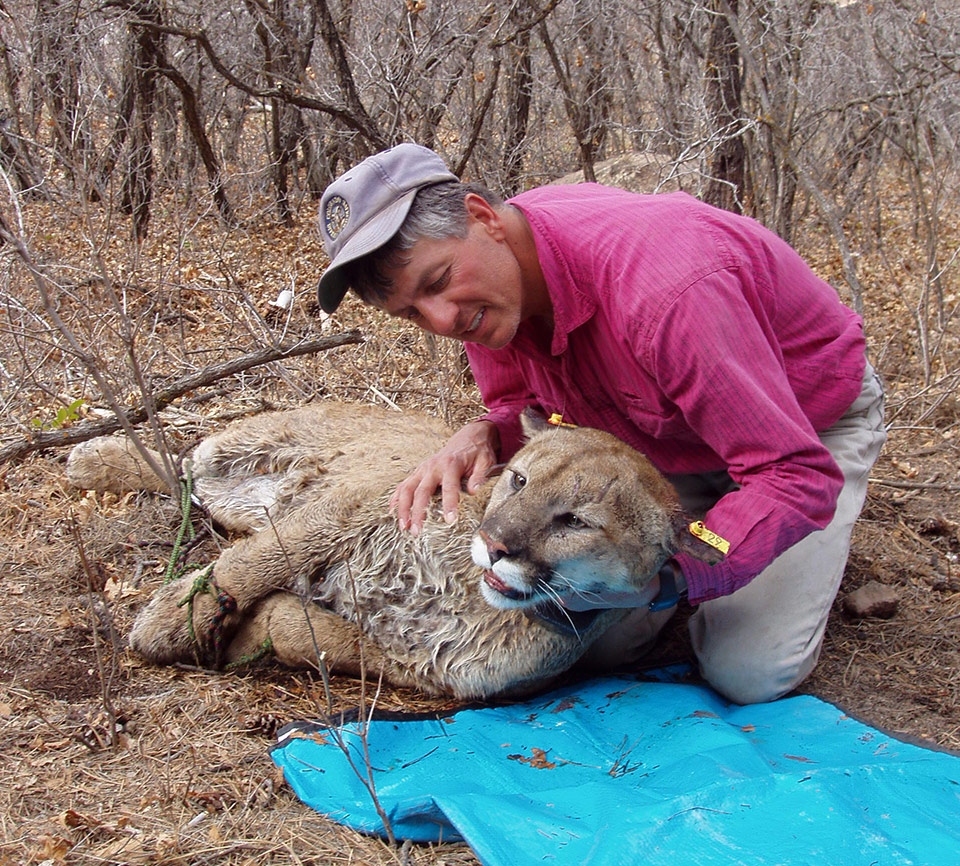 Challenges To Ballot Measure Seeking A Ban Mountain Lion Hunting