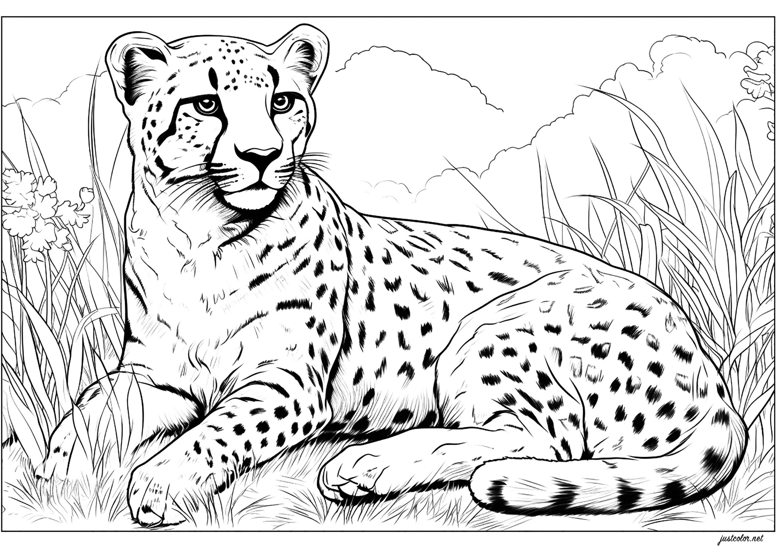 Cheetah At Rest Cheetahs Coloring Pages