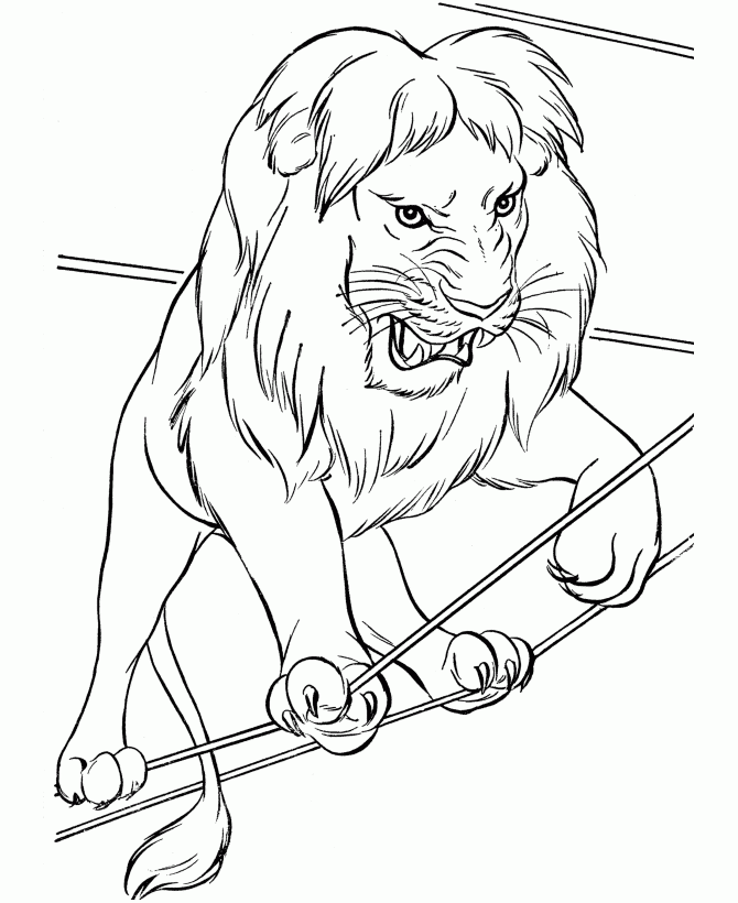 Circus Animal Coloring Pages Printable Performing Circus Lion 