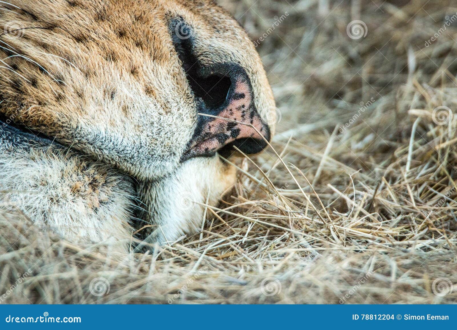 lion nose color