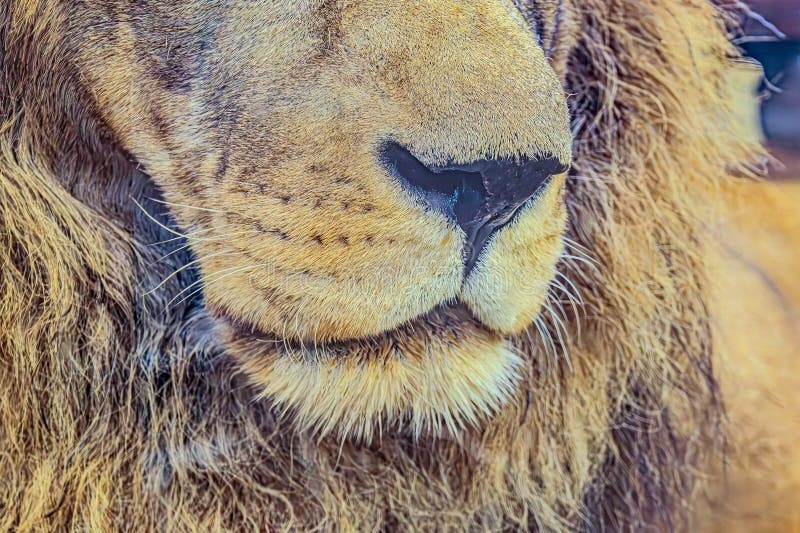 Close up Of The Nose And Mouth Of A Lion Nose Of A Lion The Nose Of A 