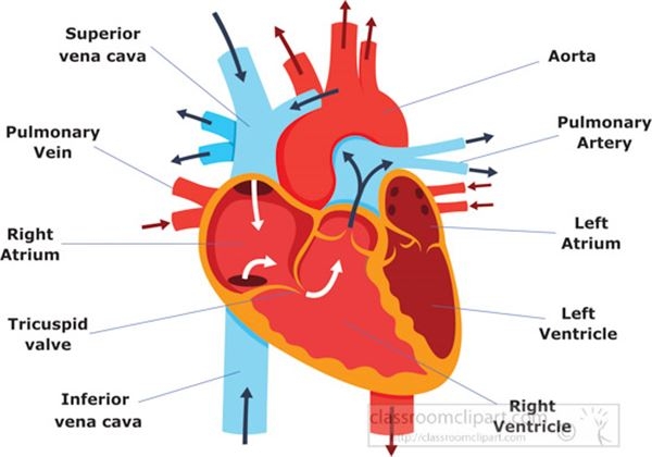 Color Coded Heart Diagram