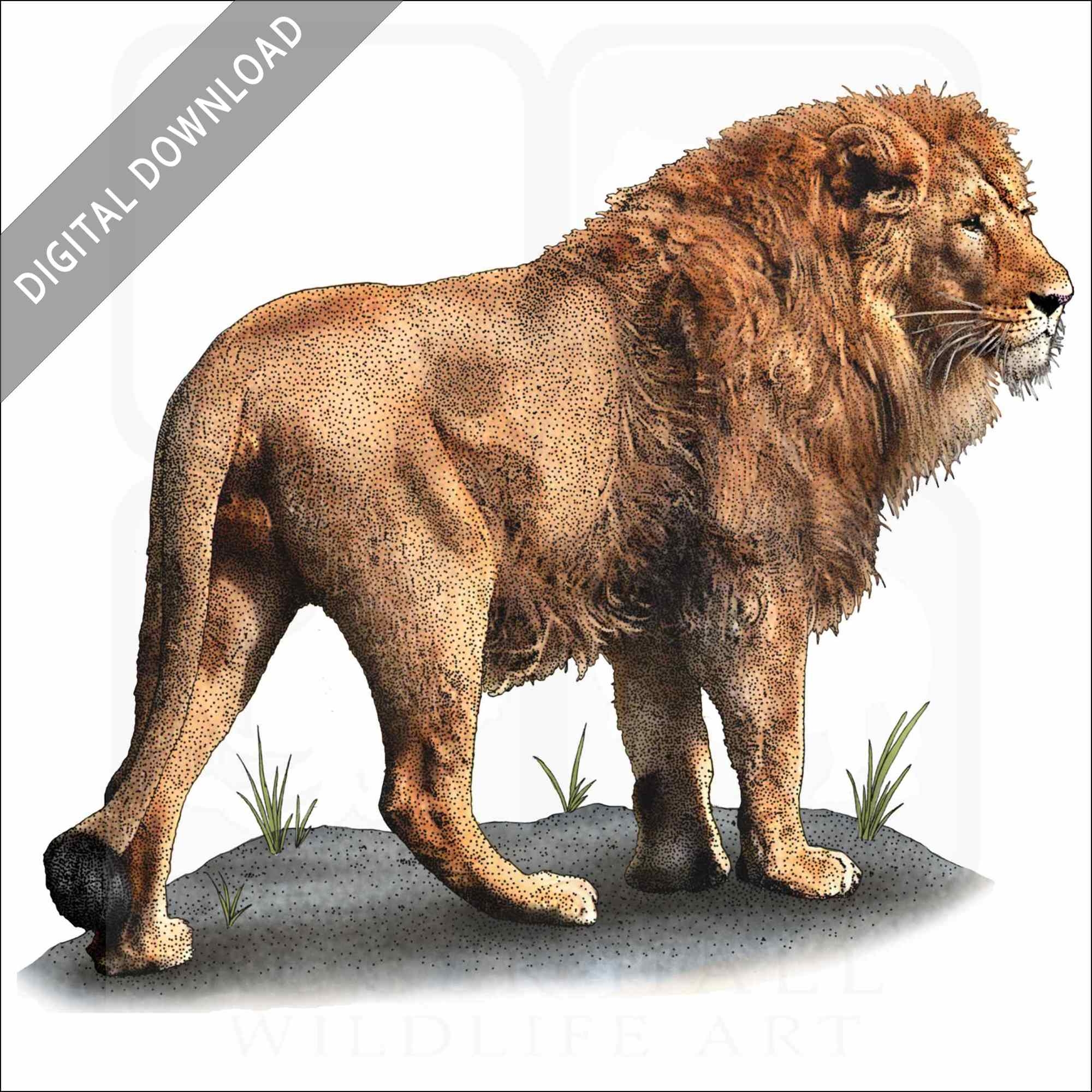 Color Lion Drawing
