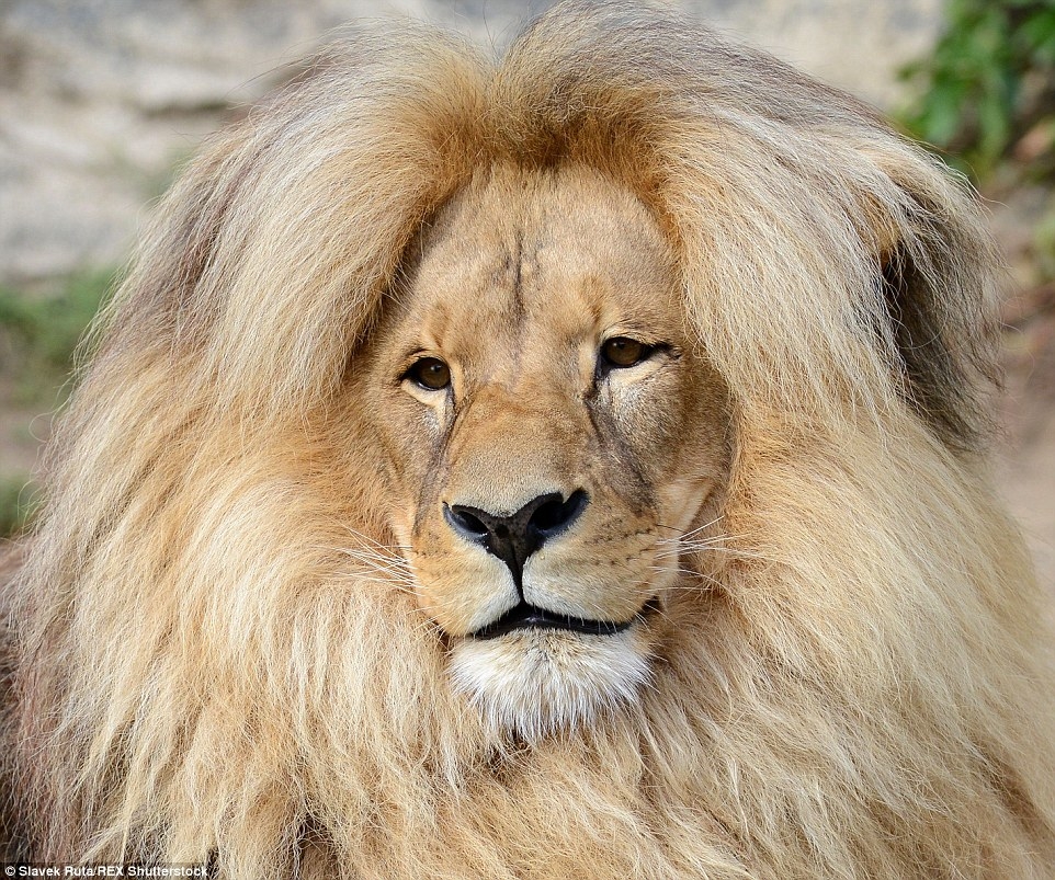 Color Of Lion 39 s Mane At Vantaliablog Blog