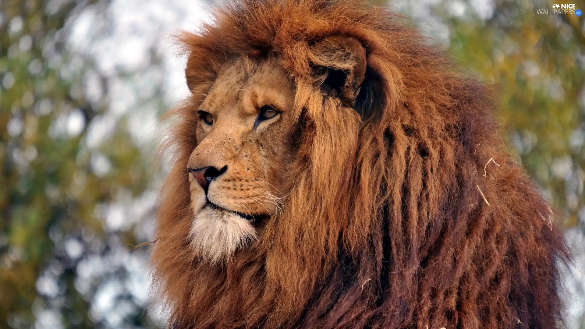 Color Of Lion 39 s Mane At Vantaliablog Blog