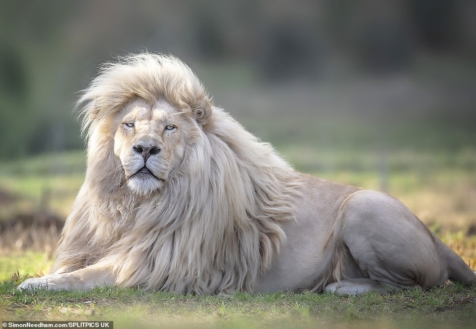 Color Of Lion 39 s Mane At Vantaliablog Blog