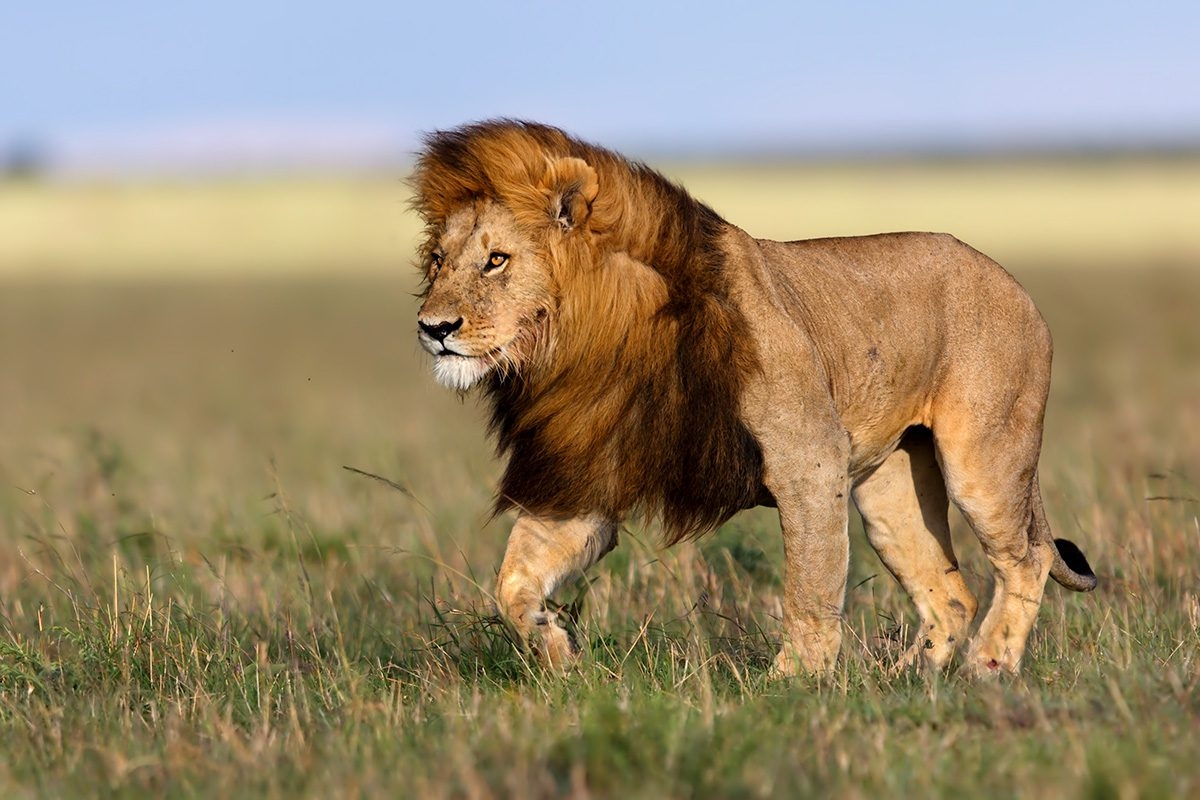 Color Of Lion 39 s Mane At Vantaliablog Blog