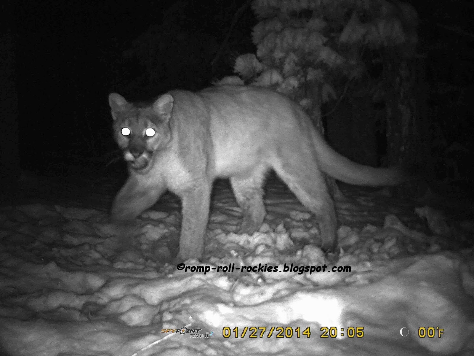 Color Of Mountain Lion Eyes At Night Cmdphotos Blog Waldo Harvey