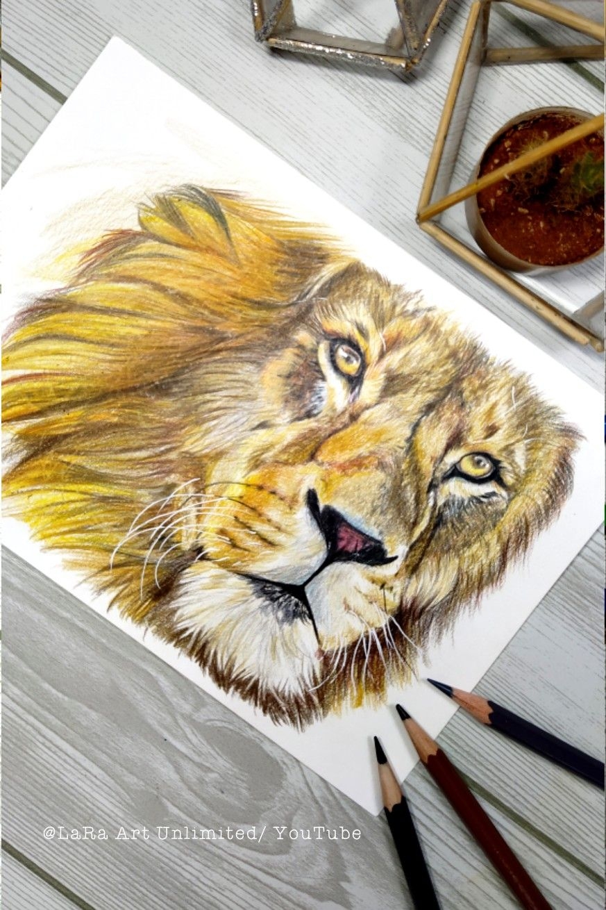 Color Pencil Drawing Of A Lion Color Pencil Drawing Pencil Drawings 