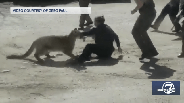 colorado man attacked by mountain lion