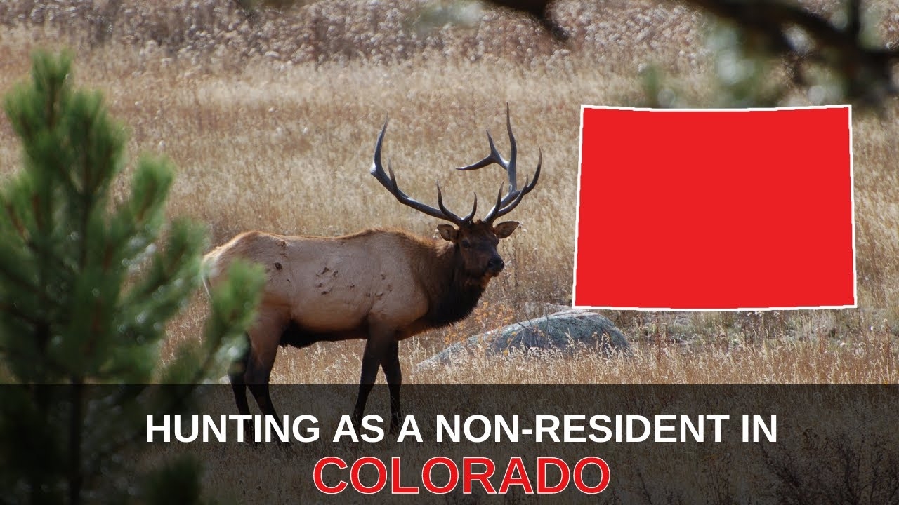 Colorado Elk Tag Cost 2024 Non Resident Jeri Bernadette