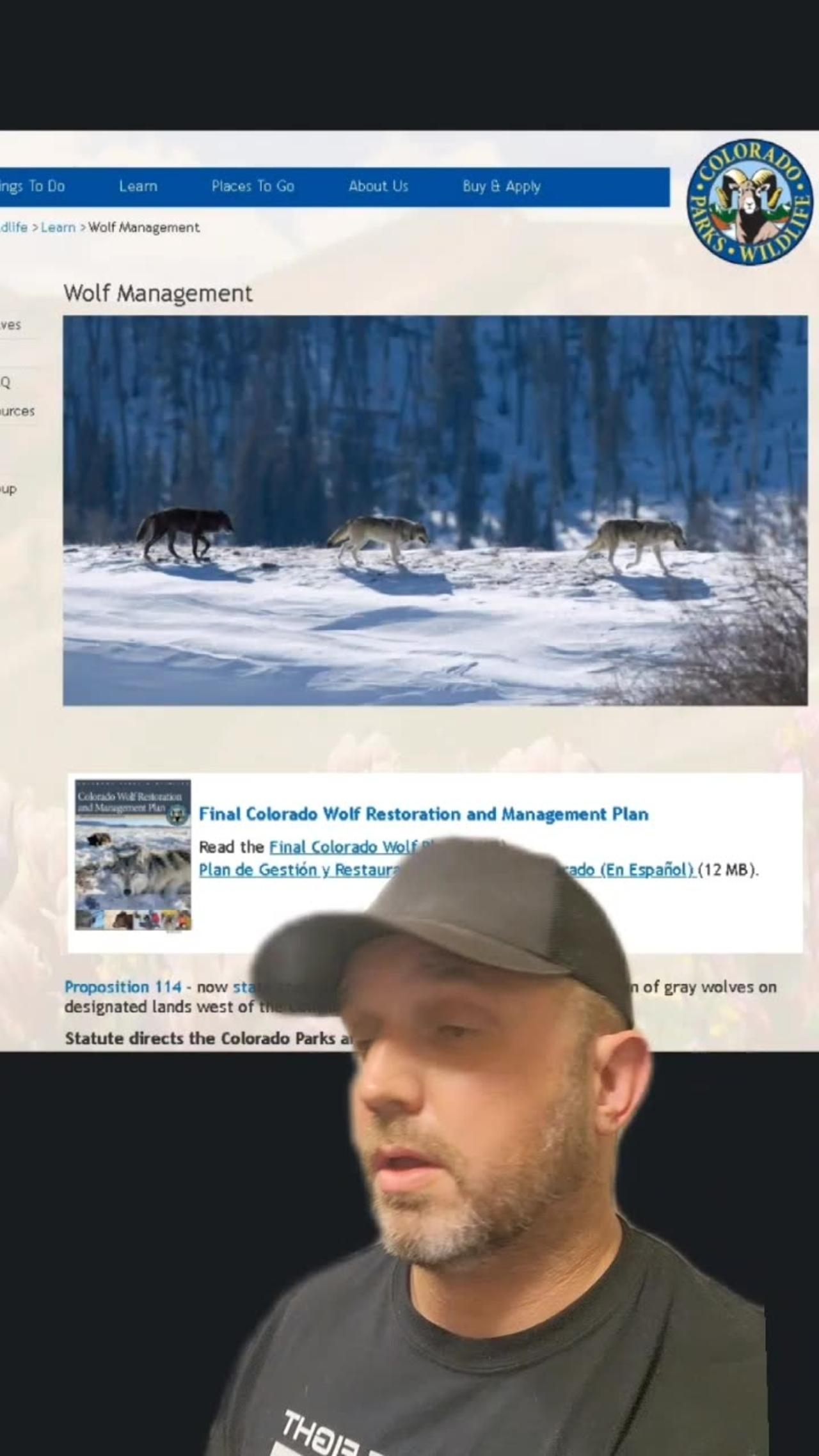 Colorado Elk Wolves And Mountain Lions One News Page VIDEO