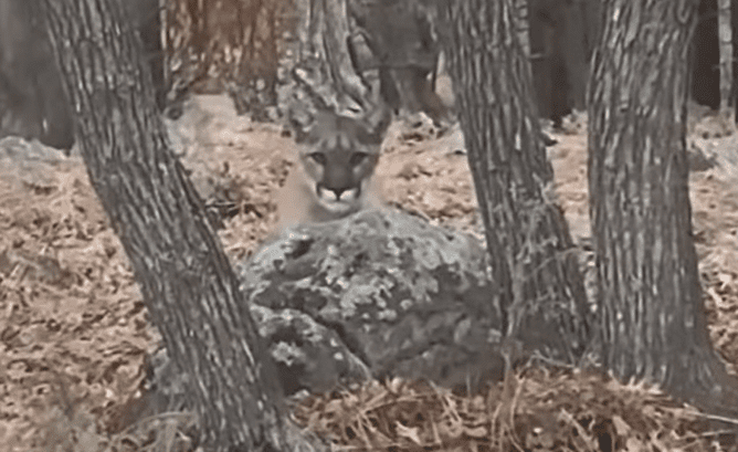 Colorado Hiker Gets Into Stare Down With Stalking Mountain Lion