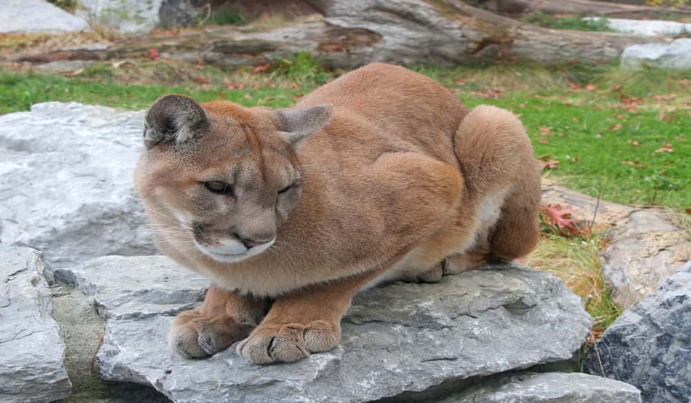 Colorado Hiker Sings Opera To Calm Stalking Mountain Lion OutdoorHub