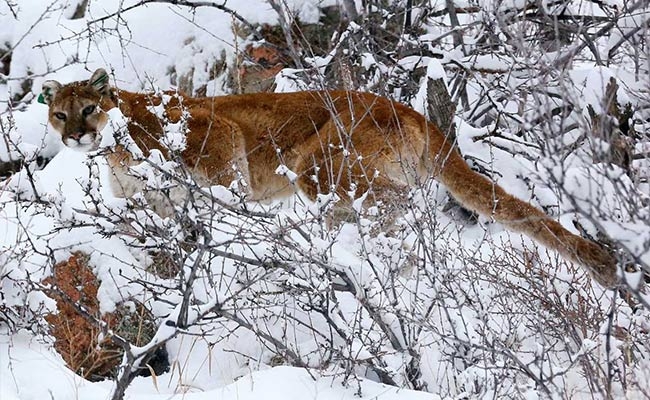 Colorado Jogger Fends Off Kills Mountain Lion On Rural Trail