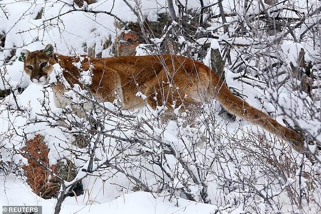 Colorado Jogger Kills A Mountain Lion With His BARE HANDS After It 