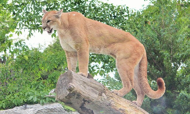 Colorado Jogger Kills A Mountain Lion With His BARE HANDS In Self 