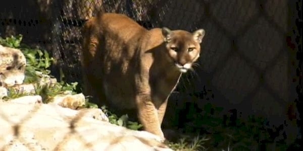 Colorado Jogger Kills Mountain Lion Barehanded WND By Around The Web