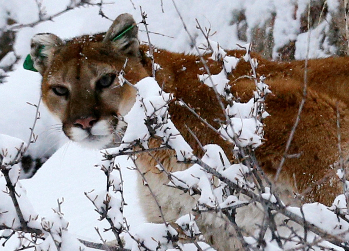 Colorado Jogger Strangles Mountain Lion After Attack On Trail Metro US