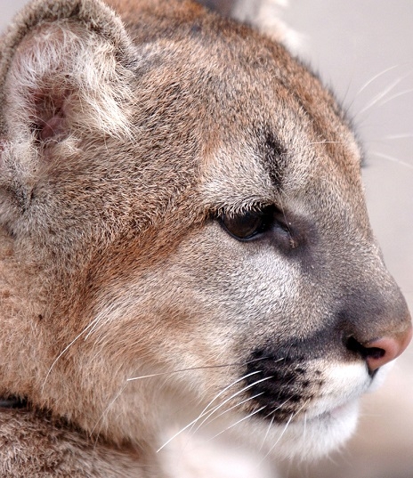 Colorado Man Attacked By Mountain Lion Hits It With Pocketknife And 