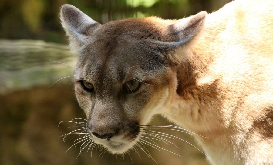 Colorado Man Chokes Attacking Mountain Lion To Death With His Bare Hands