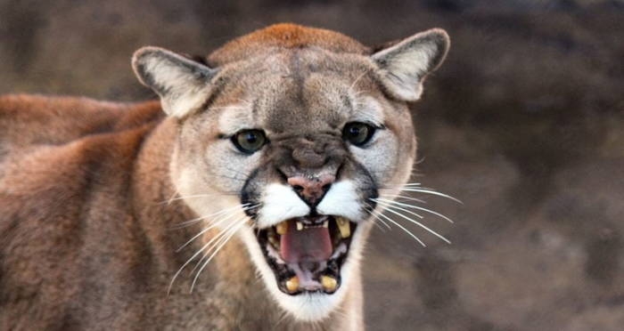 colorado man chokes out mountain lion