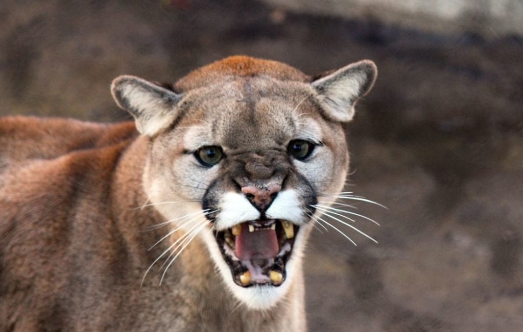 Colorado Man Fights Off Kills Mountain Lion