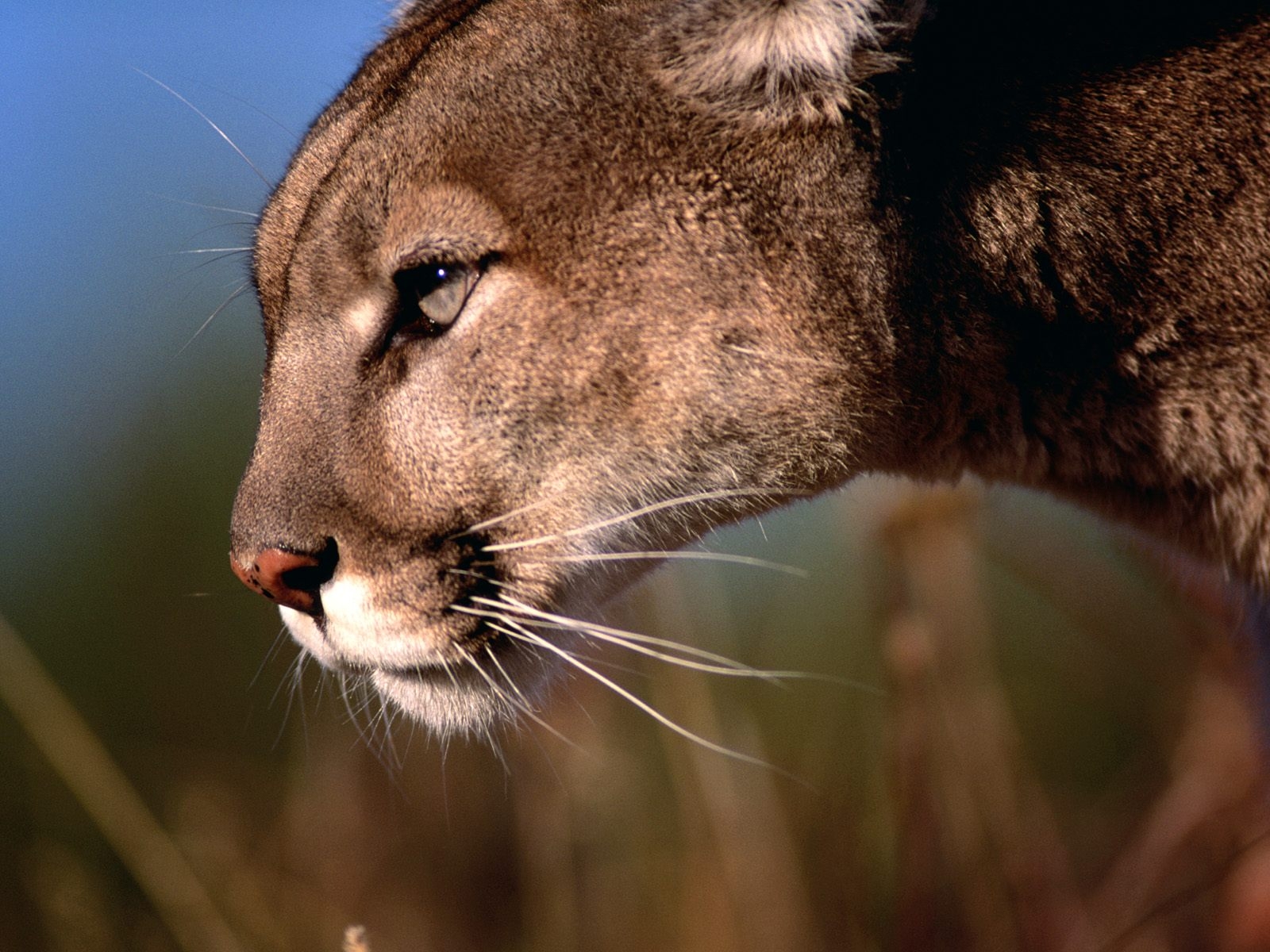 Colorado Mountain Club News Release Golden Mountain Lion Presentation