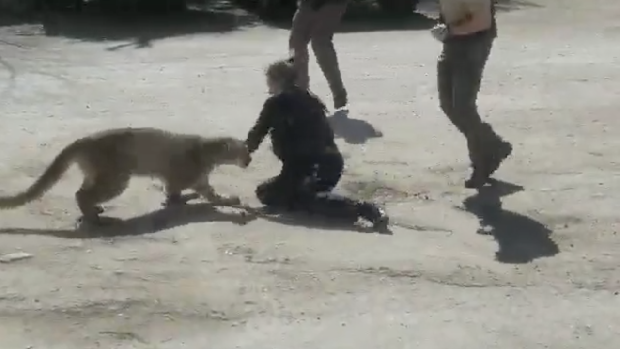 mountain lion attack in colorado