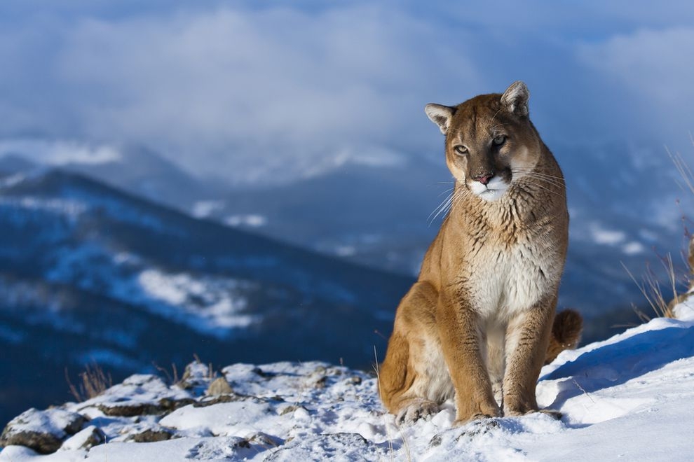 Colorado Mountain Lion Attack Ryan Callahan 39 s Blog