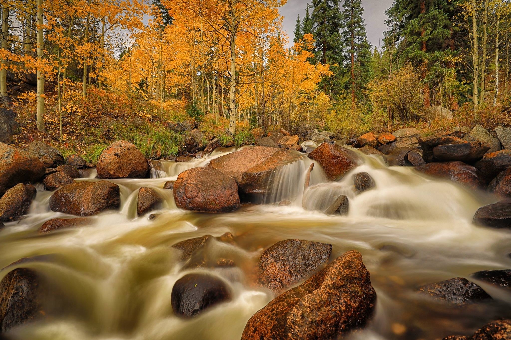 Colorado Mountain Lion Foundation
