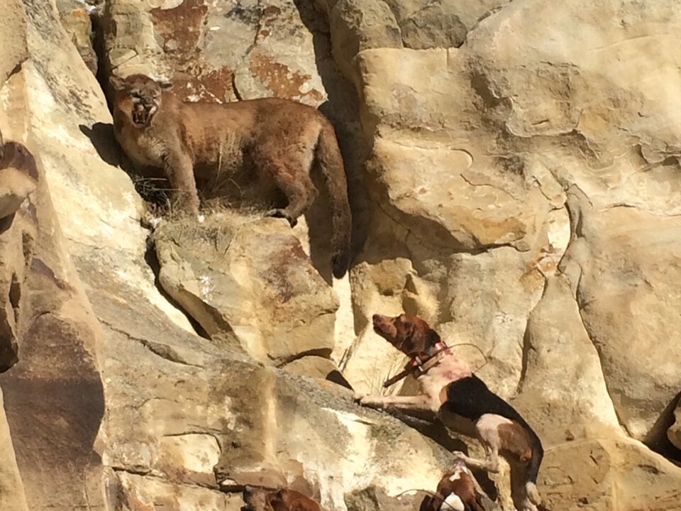 mountain lion hunt colorado