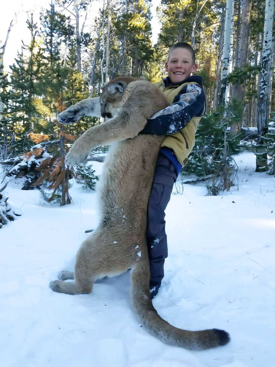 colorado lion hunting ban