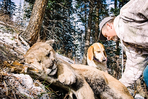 Colorado Mountain Lion Hunting