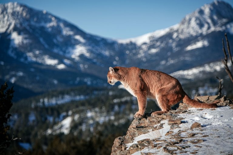 Colorado Mountain Lion Hunting Ban Is Dying But It s Not Dead Yet