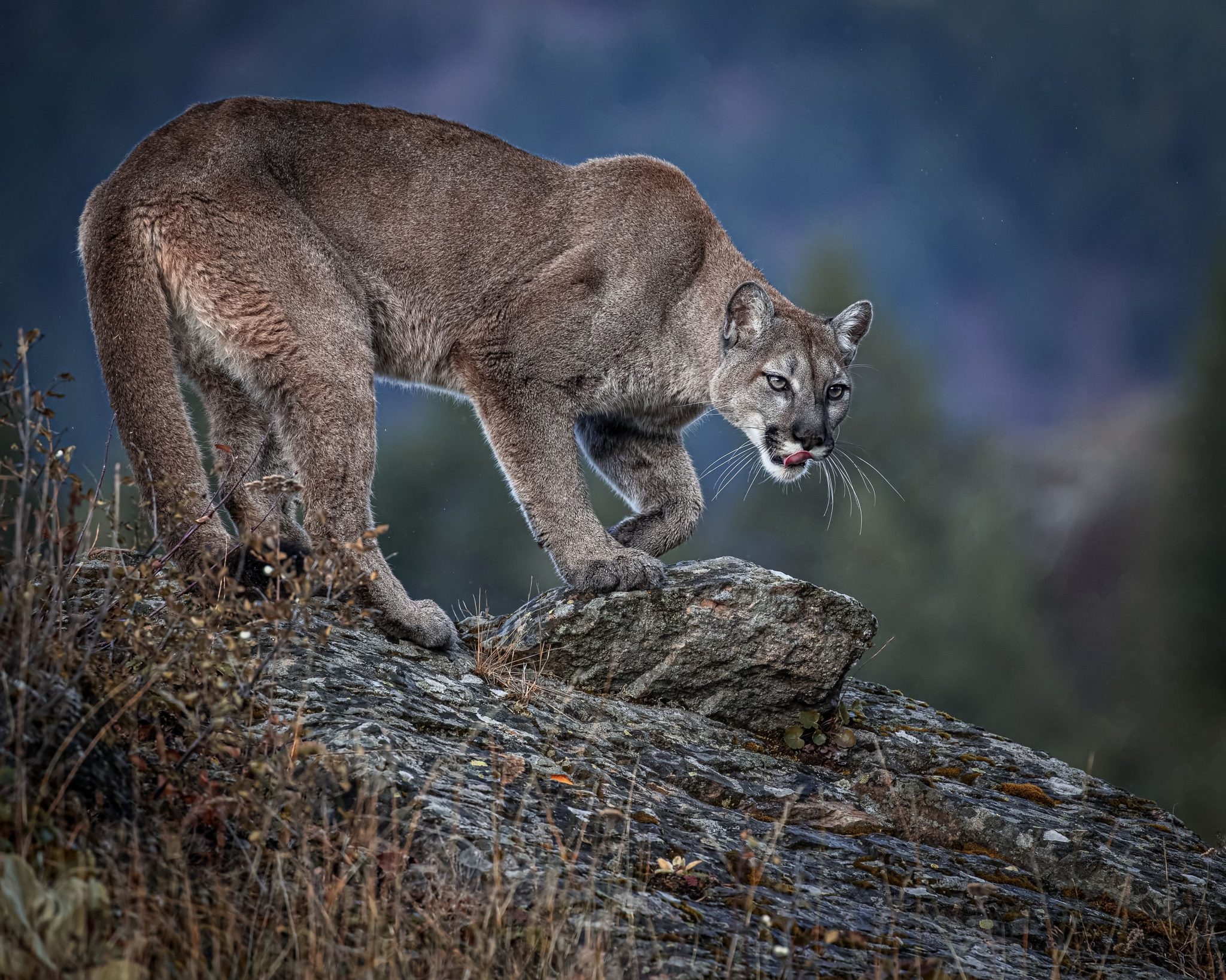 Colorado Mountain Lion Hunting Ban Is Dying But It s Not Dead Yet